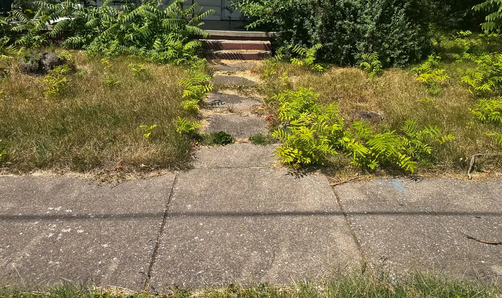 Before: an overgrown front walk with ferns and weeds across it, at a Macomb, Illinois property.